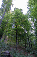 RUHEBAUM Romantische Straße Einzelplatzbaum 107