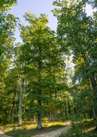 RUHEBAUM Romantische Straße Einzelplatzbaum 1