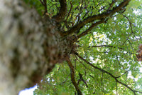 RUHEBAUM Romantische Straße Einzelplatzbaum 1