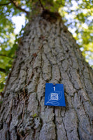 RUHEBAUM Romantische Straße Einzelplatzbaum 1