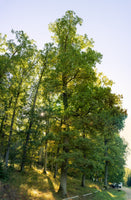 RUHEBAUM Romantische Straße Einzelplatzbaum 4