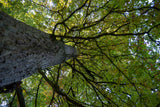 RUHEBAUM Romantische Straße Einzelplatzbaum 4