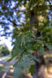 RUHEBAUM Romantische Straße Einzelplatzbaum 4